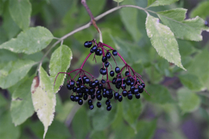 How to Use Elderberry or Elderflower to Support Health and Wellness
