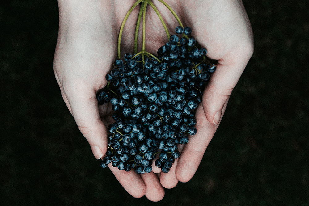 Using Elderberry For Beautiful Skin & Beyond